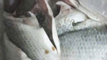 Cá Rô, cá Sặc đi Câu, con nhỏ lớn tùm lum từa lưa bán 50k - 60k/kg