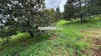 Chủ ngộp sang nhanh 1227m2 đất vườn Phú Giáo giá rẻ