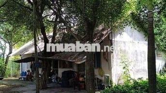 Bán 2.154m2 đất MT đường liên ấp 3-4 xã Phong Phú huyện Bình Chánh