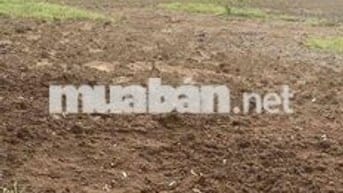 đất sào đồng phú đồng nai giá rẻ