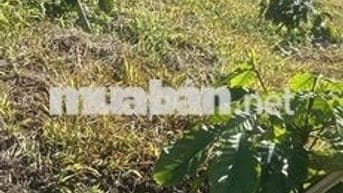 cần bán đất vườn có mặt tiền đường tại Lộc Bảo, Bảo Lâm