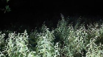 Công ty Đấu giá hợp danh Sao Việt 