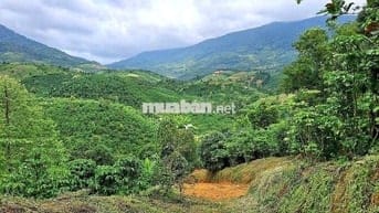 Cần bán 15 sào cà phê thôn 10 Lộc Nam, Lâm Đồng