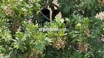 Cần bán 2 hecta đất vườn cây ăn trái , có sẵn 200m thổ cư