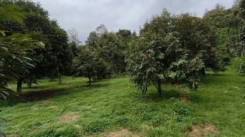 BÁN GẤP LÔ ĐẤT VƯỜN TRÁI CÂY SIÊU ĐẸP . GIÁP SÔNG ĐẠI BÌNH , 1 HA GIÁ 