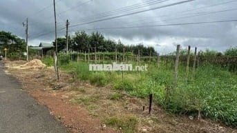 Cách chợ Tân Phước 500 m. Vườn đậu ve, đậu rồng lên được thổ cư 380tr