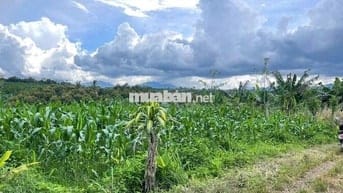 VIEW GIÁP SUỐI BẢO LÂM DT: 1969M2 (16.5X102M) SẴN 200M THỔ CƯ