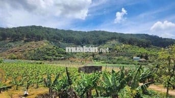 Chủ gửi bán lô đất Lâm Hà, Lâm Đồng giá chỉ 650tr