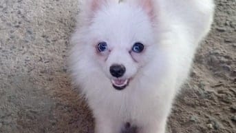 Cún Phóc Cái Thuần Chủng - Lông Trắng Mắt Xanh 