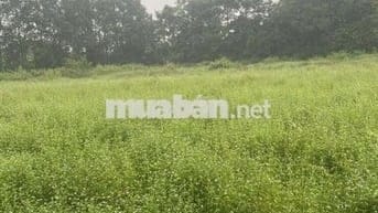 Bán đất trồng cây hàng năm diện tích 893m2,chính chủ,Tình Tây Ninh(LA)