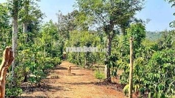 🌈Bán 2 sào 2 Thôn 1 Đạt Lí 🌈