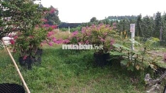 Đất sổ hồng 329m đường số 16 xã Củ Chi