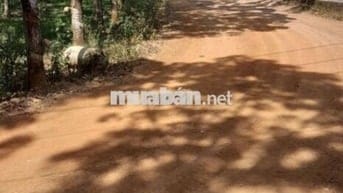 Ngộp bank sang gấp lô đất vườn >1000m2 giá rẻ, công chứng ngay