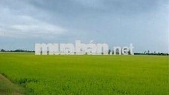 Đất ruộng đẹp, đất 3 vụ, xe 2 bánh tới đất