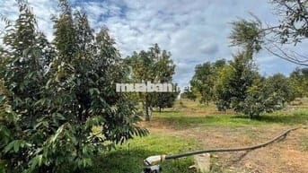 BÁN GẤP ĐẤT NGỘP - GIÁ RẺ - SINH LỜI CAO