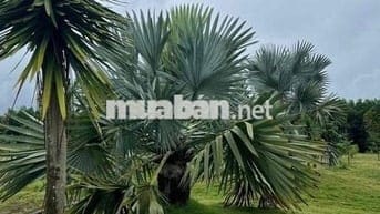 Ngộp Bank giảm giá sâu Quỹ đất 4,7ha mặt tiền Sân Bay Long Thành!