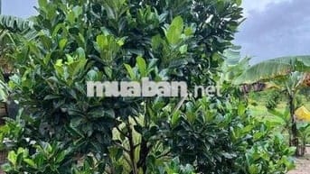 BÁN LÔ ĐẤT 46923,5 đường nhựa song hành, cao tốc long thành dầu dây