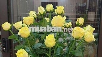 Cho thuê căn hộ chung cư 02 phòng ngủ diện tích 80 m2