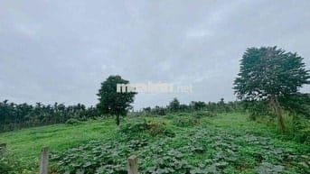 BÁN ĐẤT ĐẸP LÀM HOMESTAY NHÀ VƯỜN ĐẮK LẮK - VIEW CÁNH ĐỒNG RUỘNG