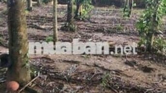 bán đất thổ cư gần sân vận động xã đức phú