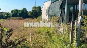 🌿🌿 BÁN LÔ ĐẤT VƯỜN MẶT TIỀN ĐƯỜNG 6 – XÃ THÁI MỸ, HUYỆN CỦ CHI