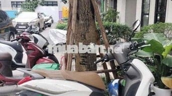 Xe máy Yamaha Janus màu trắng đời 2024