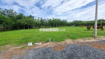 5x35 full thổ, đường thông. Sổ sẵn. Gần quốc lộ. 395tr