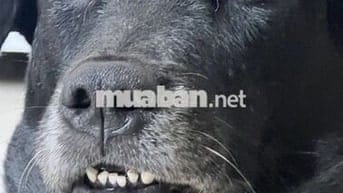 Bán nhà mặt tiền. Tiếp khách thiện chí, ko tiếp quảng cáo spamm