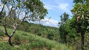 Bán đất thủy điện serepok 3 buôn đôn cũ 