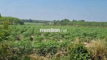 Bán đất Long Nguyên – mặt tiền N4, DT749 – 14ha – giá 200 tỷ (TL)