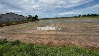 Gấp! Đất 712m2 tại Lộc Hưng, Trảng Bàng, SHR, giá chỉ 1,1 tỷ VND