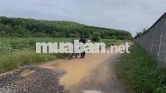 Đất nông nghiệp mặt tiền ngã 3, gần QL 20 Định quán, Giá rẻ