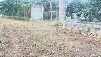 Lớn tuổi không chăm được cần sang lại vườn bưởi da xanh 40 cây