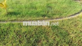 Ra Gấp Đất Thổ Cư 100% 1.304m2 shr tại Hiệp Hòa Tây Ninh