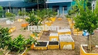Bán đất đang làm vườn cây ăn trái, Bình Khánh, Cần Giờ