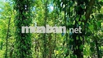 BÁN ĐẤT 300 TRIỆU/SÀO THƯƠNG LƯỢNG