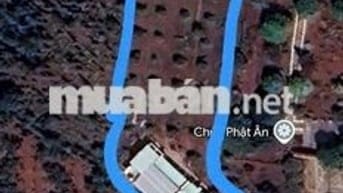 Bán GẤP nhà và đất vườn sầu riêng tại xã Bàu Chinh,Huyện Châu Đức BRVT