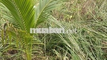 Bán đất vườn giáp hồ Dầu Tiếng