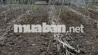 🔥 Cần bán gấp 134.9m², Cẩm Mỹ, Đồng Nai– Giá chỉ 830 triệu!!!