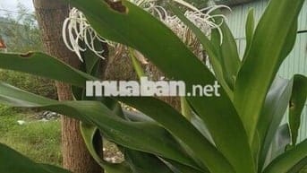 Bán lô đất mặt tiền đường Nguyễn Phước nguyên