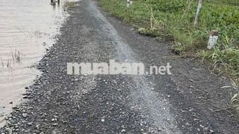 Hơn 6 công đất lúa xã Cẩm Giang