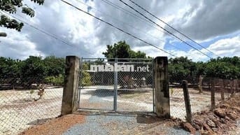 Bán vườn mít thái đang trái sai trĩu - CHỐT NHANH CÓ LỜI !