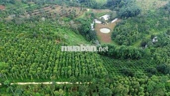 Bán Khu đất siêu đẹp lợi nhuận cao Nam Ban Lâm Hà Lâm Đồng