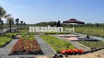 CHỦ CẦN TIỀN BÁN GẤP LÔ ĐẤT VƯỜN 1200M2 GÒ DẦU TÂY NINH