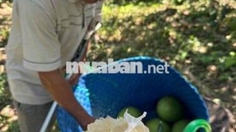 2587,9m2 230tr vườn bưởi có sẵn thổ cư