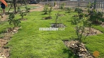 KẸT TIỀN BÁN GẤP ĐẤT THỔ CƯ GIÁ RẺ