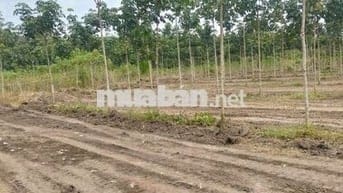 Bán đất trung tâm thị trấn tân phú