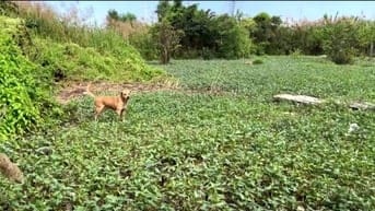 Nhượng đất Nguyễn Thị Định, P.Cát Lái, TPThủ Đức nay là phường Cát Lái