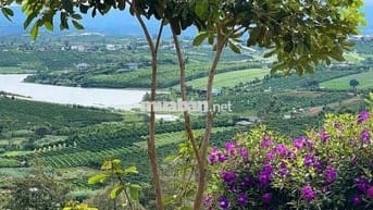 LÂM ĐỒNG VIEW HỒ PHÚC THỌ, 1 000m có 100m thổ CHỈ 849TR