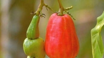 Cơ hội sở hữu vườn điều cổ thụ tạiThống Nhất  1200m2 giá 995tr